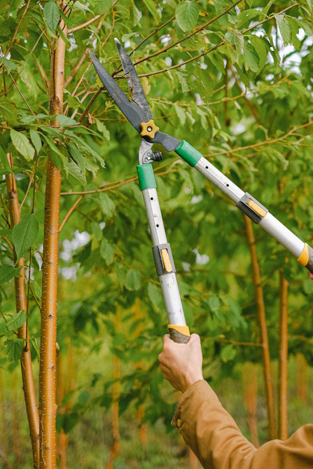 Subtle tree trimming to promote tree health